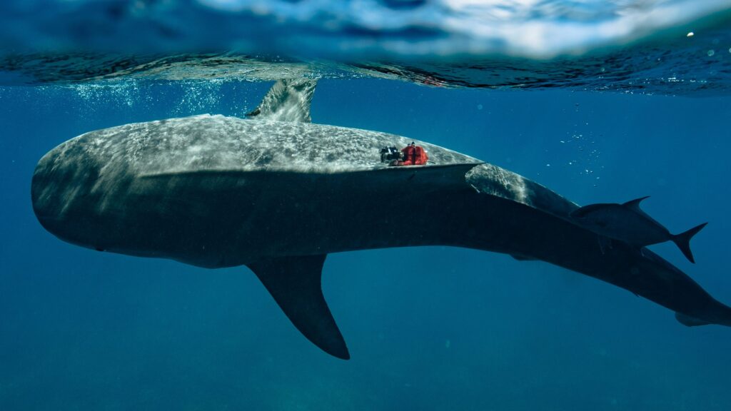 a tiger shark seen underwater with a camera on its flank